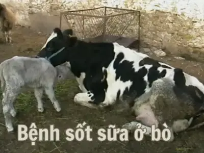 Bệnh sốt sữa ở bò - Nguyên nhân và biện pháp phòng tránh