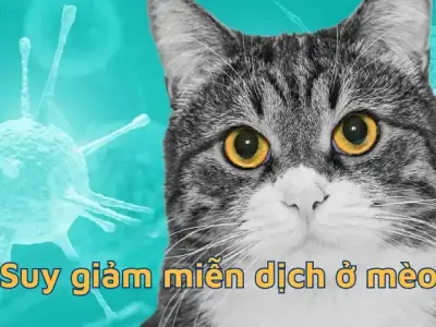 Bệnh suy giảm miễn dịch ở mèo - Triệu chứng và cách điều trị