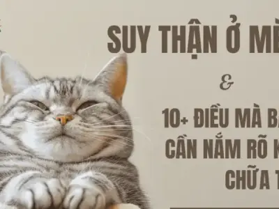Dấu hiệu nhận biết bệnh suy thận ở mèo và cách xử lý tại nhà