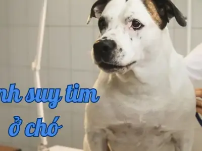 Điều trị bệnh suy tim ở chó - Lời khuyên từ chuyên gia