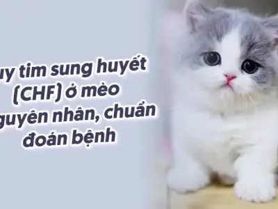 Bệnh suy tim ở mèo - Hướng dẫn chăm sóc và cách điều trị