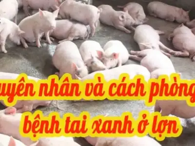 Bệnh tai xanh ở lợn là gì? Cách xử lý khi lợn bị nhiễm bệnh