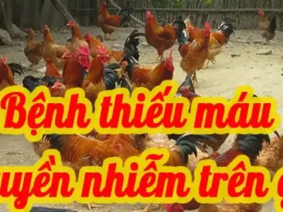 Triệu chứng bệnh thiếu máu gia cầm người chăn nuôi cần biết