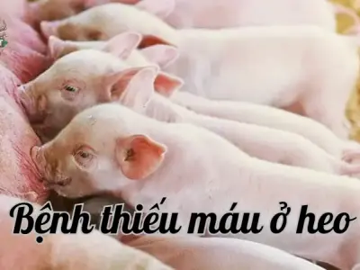 Phòng ngừa bệnh thiếu máu ở heo bằng phương pháp tự nhiên