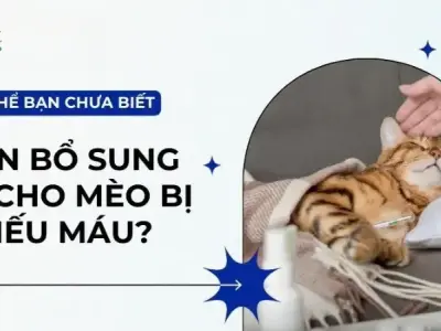 Bệnh thiếu máu ở mèo - Cách nhận diện và chăm sóc đúng cách