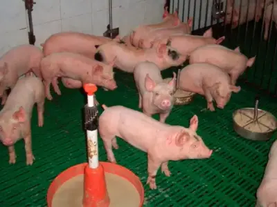 Nguyên nhân và cách phòng ngừa bệnh tiêu chảy lợn con