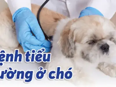 Bệnh tiểu đường ở chó - Nguyên nhân và cách phòng tránh