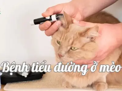 Bệnh tiểu đường ở mèo và những lầm tưởng thường gặp