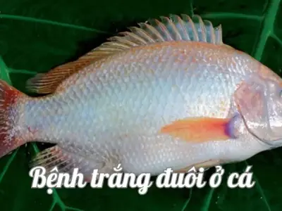 Bệnh trắng đuôi ở cá - Nguyên nhân và cách phòng tránh