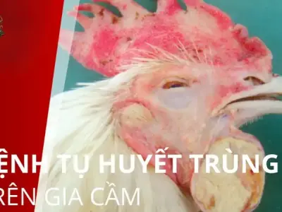 Làm sao để phòng bệnh tụ huyết trùng gia cầm cho đàn gà?