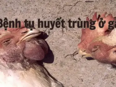 Bệnh tụ huyết trùng ở gà - Cách xử lý khi gà mắc bệnh