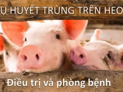 Tụ huyết trùng ở lợn - Phương pháp xử lý và ngăn ngừa