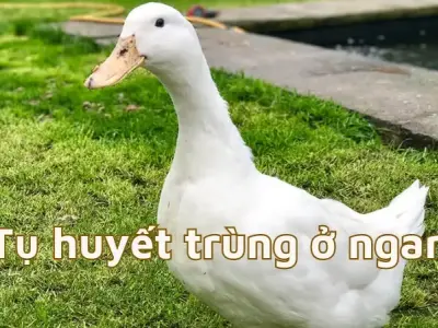 Nhận diện bệnh tụ huyết trùng ở ngan và những điều cần biết