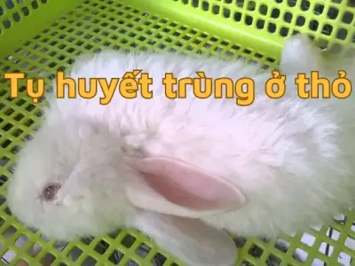 Làm sao để phát hiện sớm bệnh tụ huyết trùng ở thỏ?