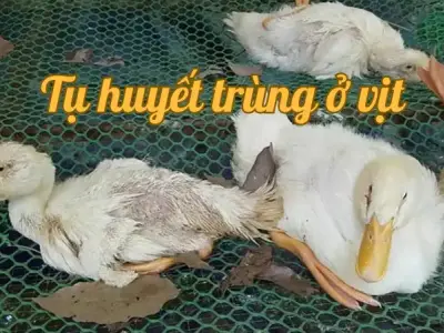 Những phương pháp điều trị bệnh tụ huyết trùng ở vịt