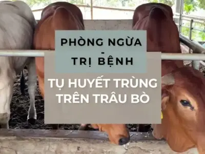 Phòng ngừa bệnh tụ huyết trùng trâu bò - Những điều cần biết