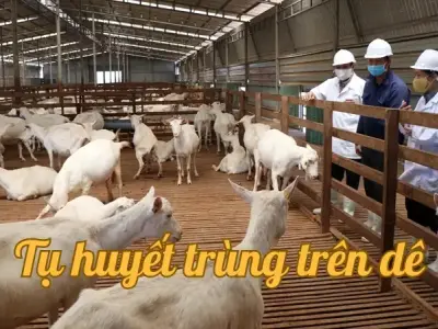 Cách nhận biết bệnh tụ huyết trùng trên dê để xử lý kịp thời