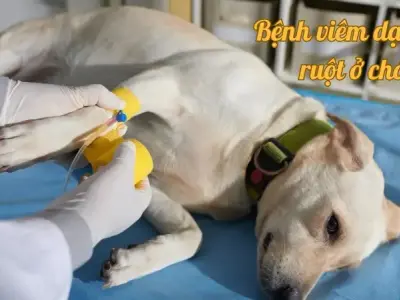 Viêm dạ dày ruột ở chó có nguy hiểm không? Cách xử lý