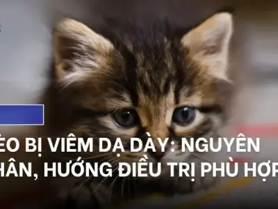Bệnh viêm dạ dày ruột ở mèo - Nguyên nhân và cách điều trị