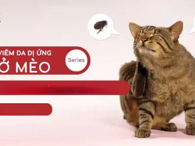 Bệnh viêm da dị ứng ở mèo - Cách nhận biết và xử lý kịp thời 