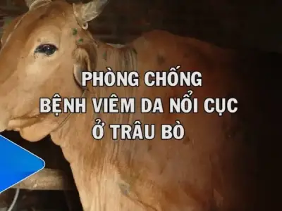 Bệnh viêm da nổi cục - Hướng dẫn cách điều trị và chăm sóc