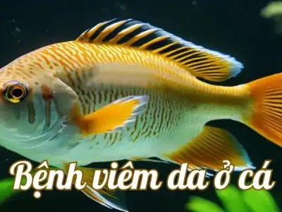 Cách điều trị bệnh viêm da ở cá và những lưu ý quan trọng