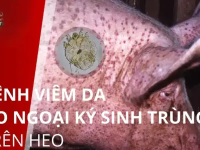 Bệnh viêm da ở heo - Các loại thuốc điều trị hiệu quả nhất