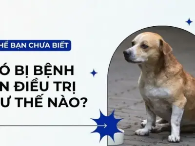 Khám phá triệu chứng bệnh viêm gan ở chó và cách xử lý