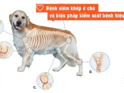 Bệnh viêm khớp ở chó là gì? Tất cả những điều bạn cần biết