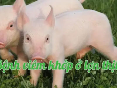 Tìm hiểu bệnh viêm khớp ở lợn thịt và cách điều trị
