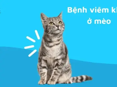 Bệnh viêm khớp mèo là gì? Tìm hiểu chi tiết về căn bệnh này