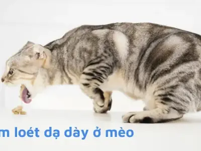 Bệnh loét dạ dày ở mèo - Triệu chứng và phương pháp điều trị