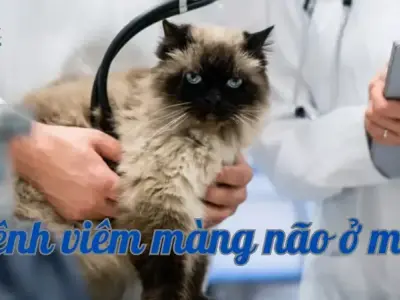 Nguyên nhân gây ra bệnh viêm màng não ở mèo và cách chăm sóc