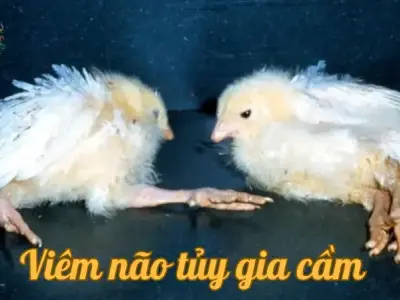 Bệnh viêm não tủy gia cầm là gì? Những điều bạn cần biết