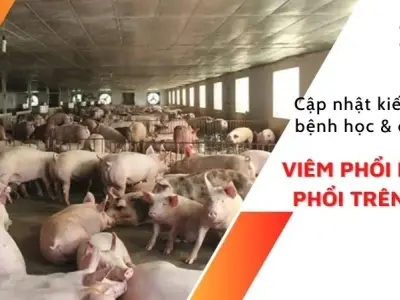Triệu chứng bệnh viêm phổi màng phổi ở heo và cách điều trị