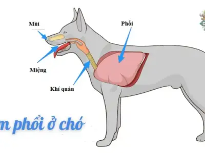 Triệu chứng bệnh viêm phổi ở chó và cách xử lý kịp thời
