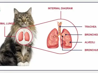 Bệnh viêm phổi ở mèo - Các triệu chứng và cách chữa trị