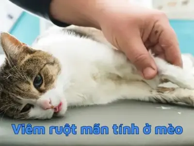 Bệnh viêm ruột mãn tính ở mèo - Những câu hỏi thường gặp