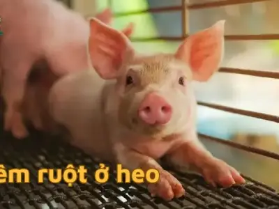 Bệnh viêm ruột ở heo - Phát hiện sớm và giải pháp hiệu quả