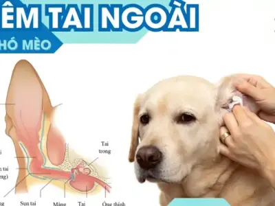 Viêm tai ngoài ở chó mèo là gì? Cách nhận biết và điều trị