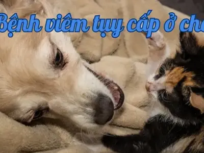 Triệu chứng bệnh viêm tụy cấp ở chó và cách xử lý kịp thời