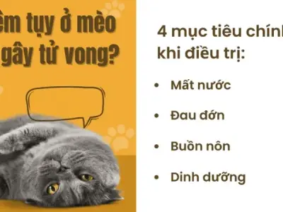 Cách phát hiện sớm bệnh viêm tụy ở mèo để điều trị kịp thời