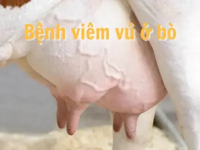 Bệnh viêm vú ở bò - Nguyên nhân và cách điều trị hiệu quả