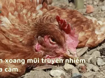 Nguyên nhân gây bệnh viêm xoang mũi truyền nhiễm ở gia cầm