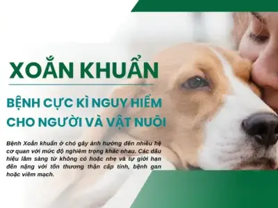 Bệnh xoắn khuẩn ở chó - Cách nhận diện sớm và xử lý kịp thời
