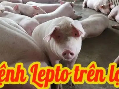 Phương pháp chẩn đoán và điều trị bệnh xoắn khuẩn ở lợn