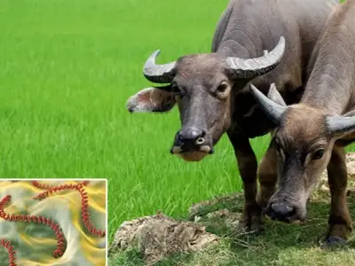 Cách nhận diện và xử lý bệnh xoắn khuẩn ở trâu bò hiệu quả