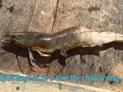 Bệnh hoại tử cơ ở tôm thẻ chân trắng có nguy hiểm không?