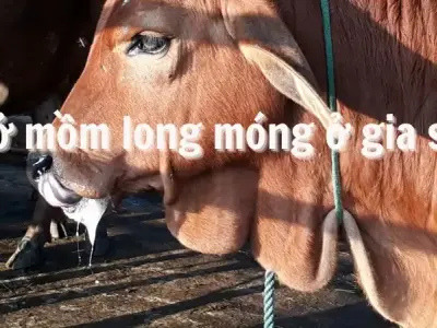 Lở mồm long móng ở gia súc - Những điều bạn cần biết