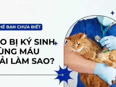Cách nhận diện và điều trị bệnh nhiễm ký sinh trùng máu ở mèo